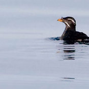 Rhinoceros Auklet